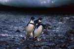 милые пингвины картинки