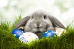 картинки праздники,пасхальный кролик
