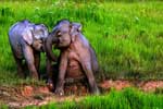 красивые картинки слонов