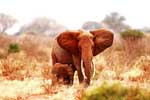 картинки про слонов