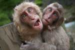 Фото двух обезьян