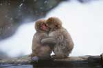 Фото двух обезьян