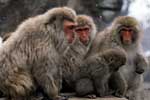 Семья обезьян фото
