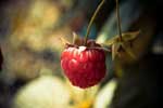 картинка малина ягода
